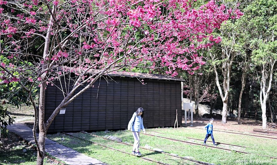 2023 春遊八仙山森林遊樂區—賞櫻、觀溪、櫻花X鐵軌