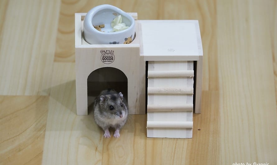 【新手養倉鼠】倉鼠的新房子—minimal land 木製階梯巢箱