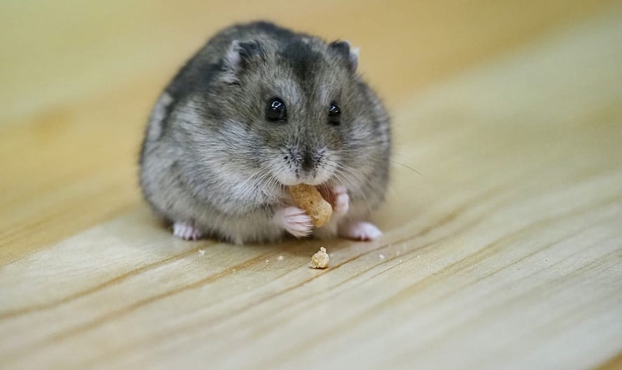 【新手養倉鼠】倉鼠的飲食（2）：飼料及零食、點心推薦