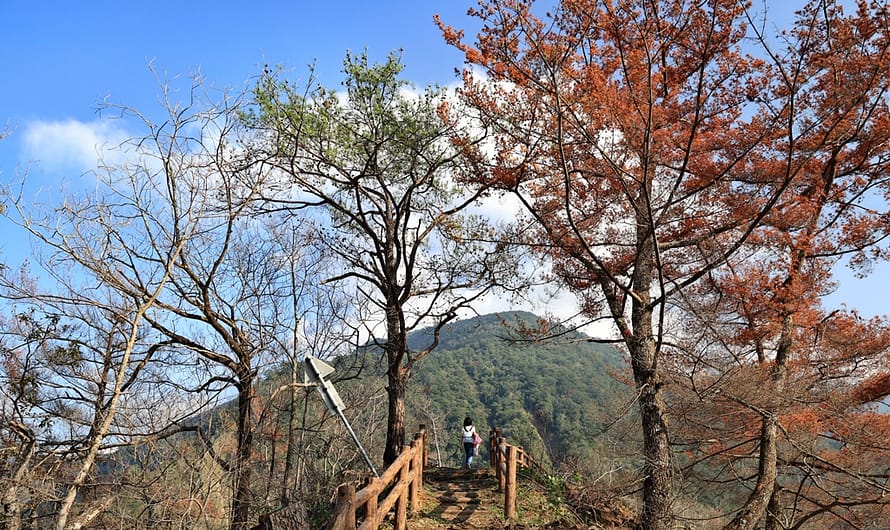 南投惠蓀林場｜帶小孩玩惠蓀林場—杜鵑嶺步道
