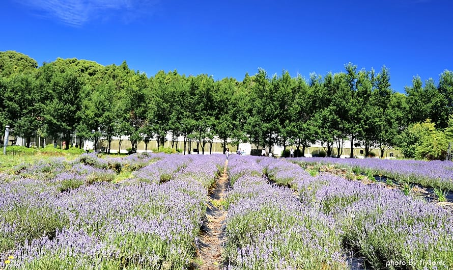 台大梅峰農場—夏日避暑採果趣，「在地蔬食」活動，7-8 月水蜜桃季，免預約、付費就可入場