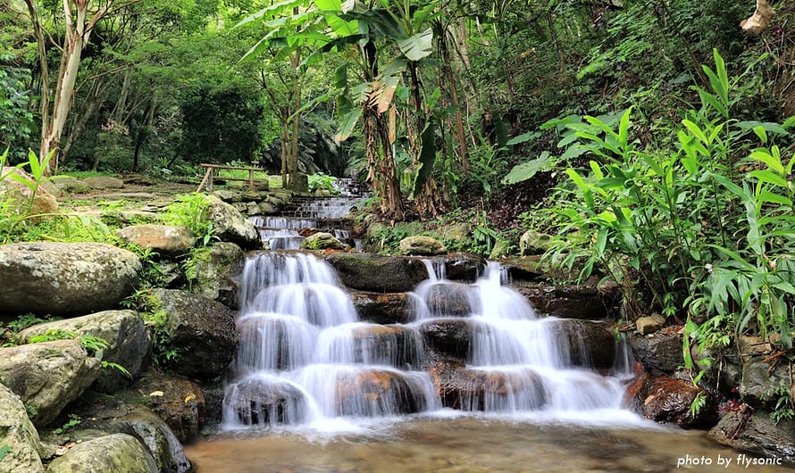 惠蓀林場｜涉水步道清涼消暑、咖啡學堂與可愛的雞群