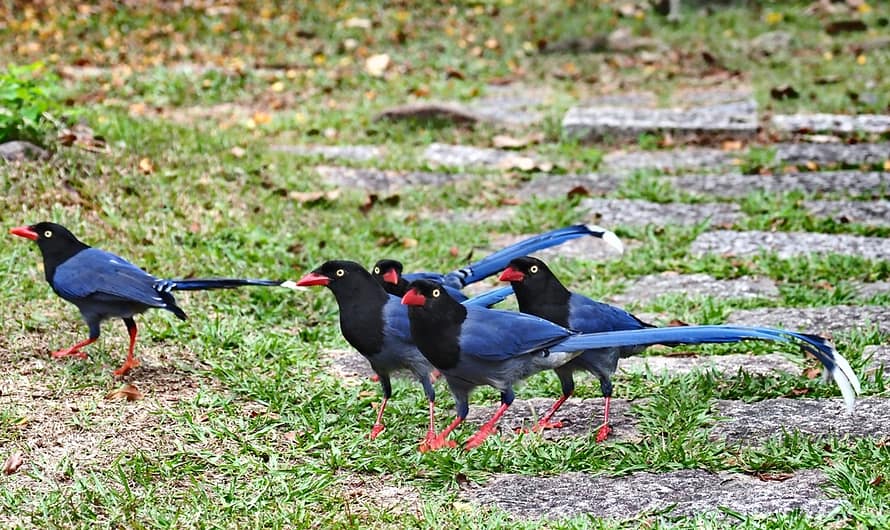 【南投惠蓀林場】帶小孩玩惠蓀林場—大草原放風、雞群與台灣藍鵲
