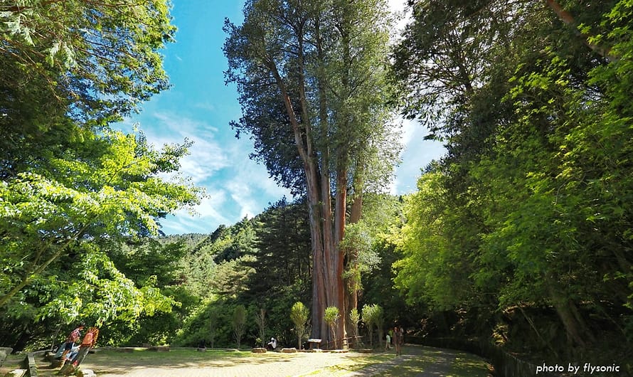 大雪山森林遊樂區｜雪山神木