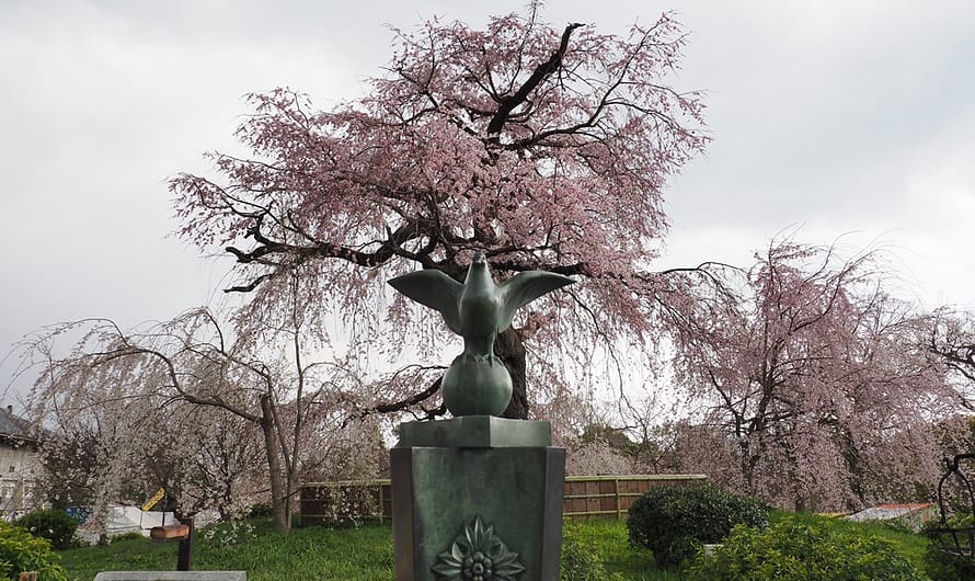 【京都】京都的花見大樂園—圓山公園、 八阪神社、 花見小路