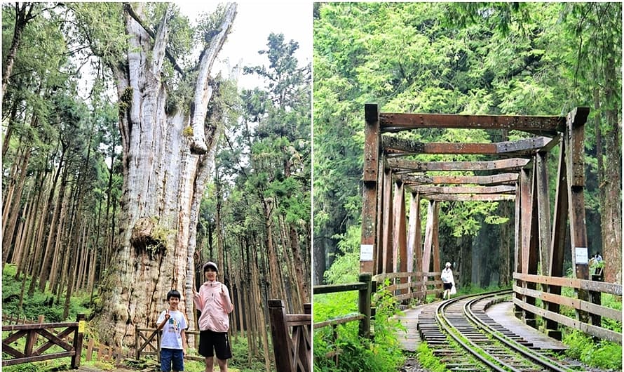 阿里山水山步道──探訪阿里山最老的神木水山巨木