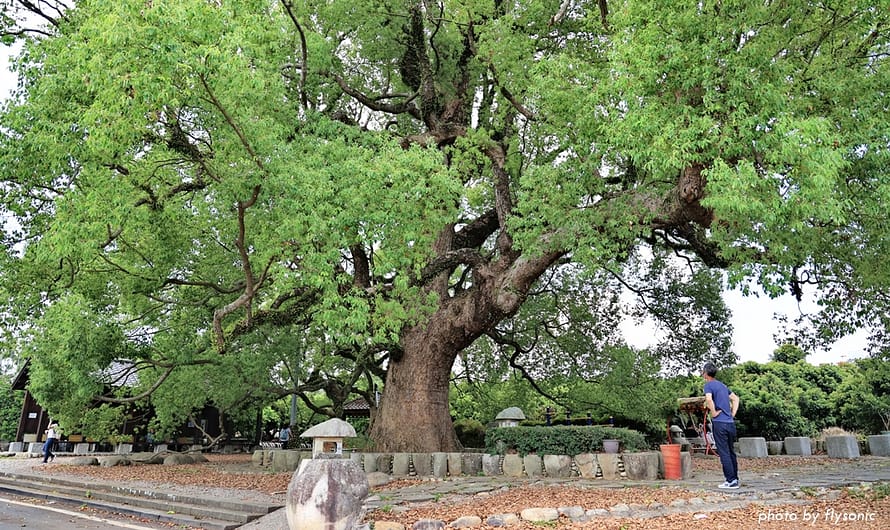 南投草屯｜坪頂神木（草屯樟樹公/坪頂大樟樹）