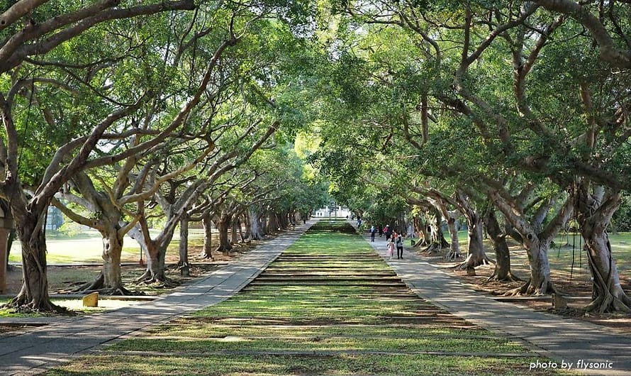 台中西屯｜東海大學文理大道—東海校園最美的風景