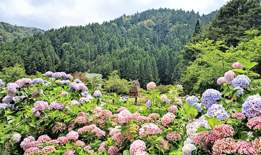 2024 杉林溪繡球花季—夏日避暑勝地賞花趣