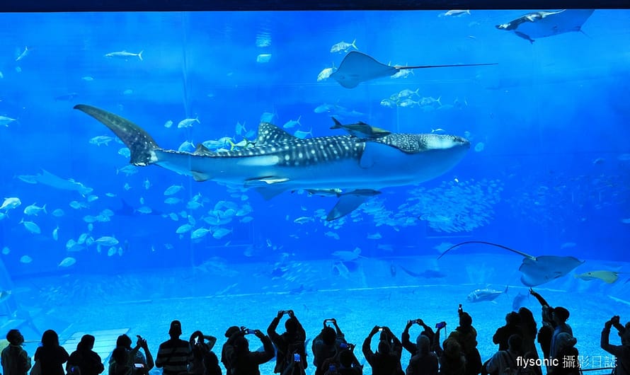 沖繩美麗海水族館的感動時光—鯨鯊、鬼幅魟、海豚表演